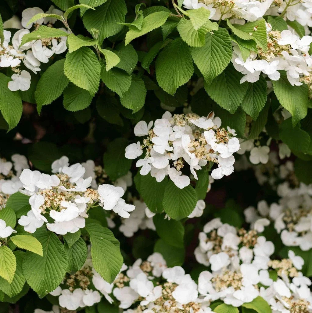 Hortensie Cățărătoare "Hydrangea Petiolaris"
