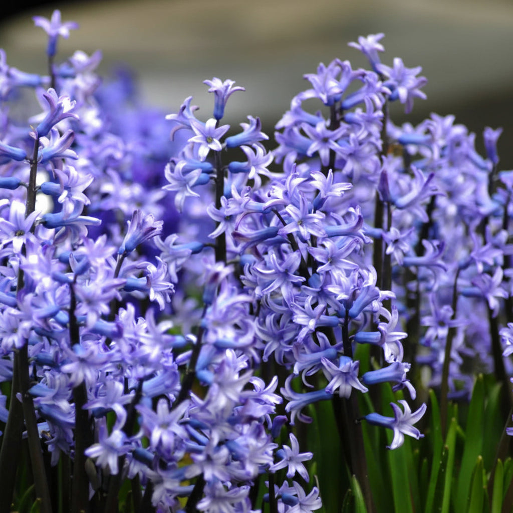 Bulbi de Zambile „Multiflora Blue” 2 buc – bulbi de flori, fotografia 4 | Regatul Plantelor