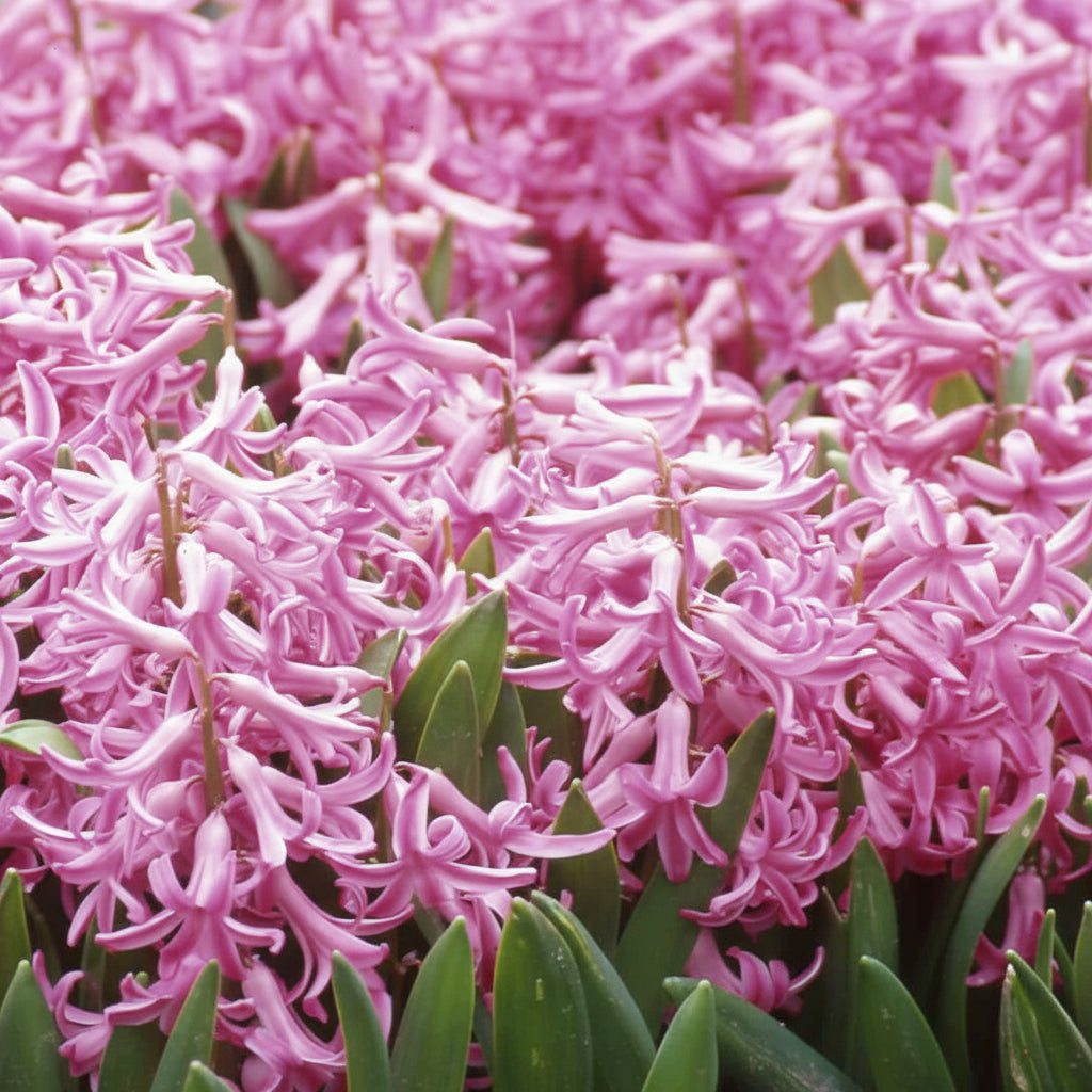 Bulbi de Zambile „Multiflora Pink” 2 buc – bulbi de flori, fotografia 3 | Regatul Plantelor