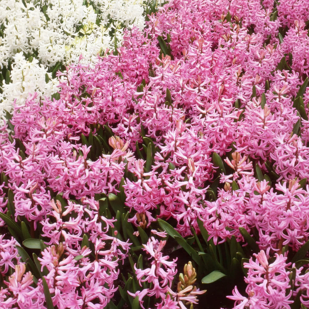 Bulbi de Zambile „Multiflora Pink” 2 buc – bulbi de flori, fotografia 4 | Regatul Plantelor