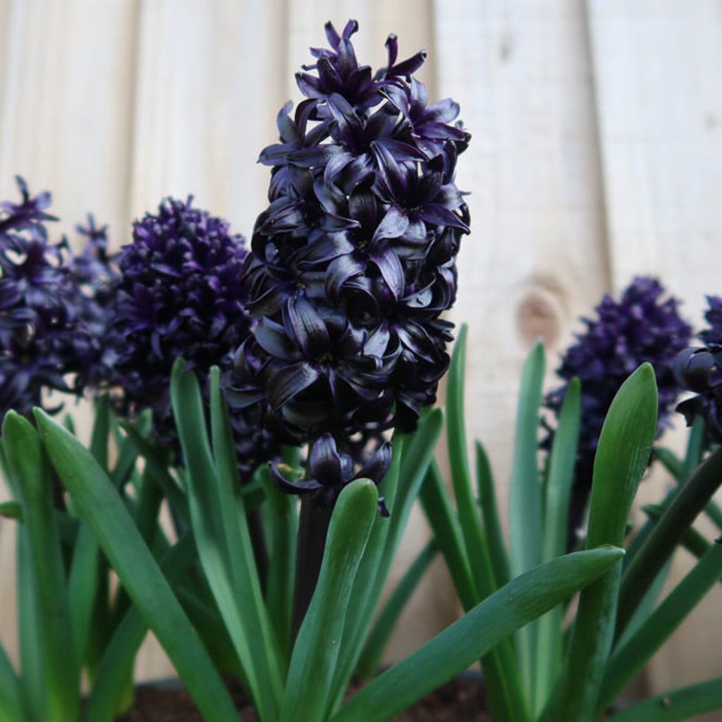 Bulbi de Zambile „Midnight Mystique” 2 buc – bulbi de flori, fotografia 4 | Regatul Plantelor