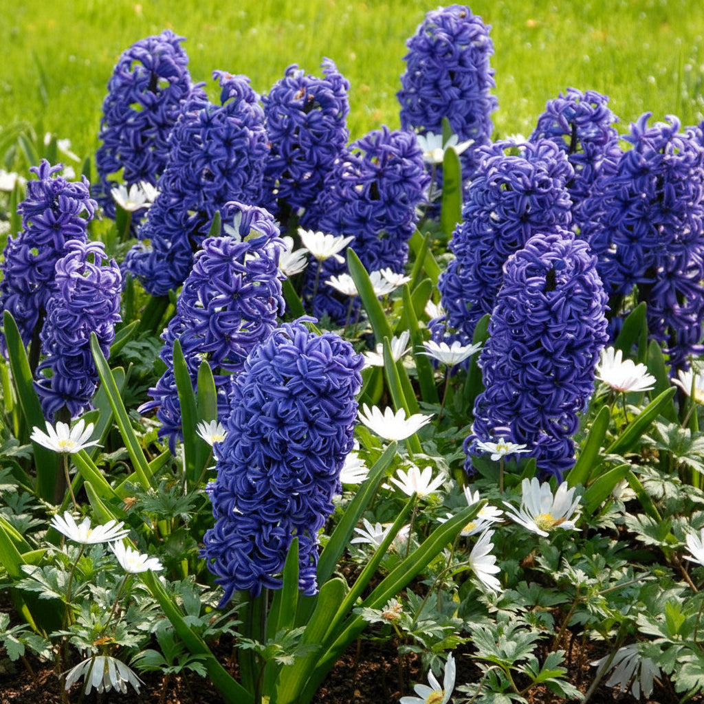 Bulbi de Zambile Blue Jacket 2 buc – bulbi de flori | Regatul Plantelor