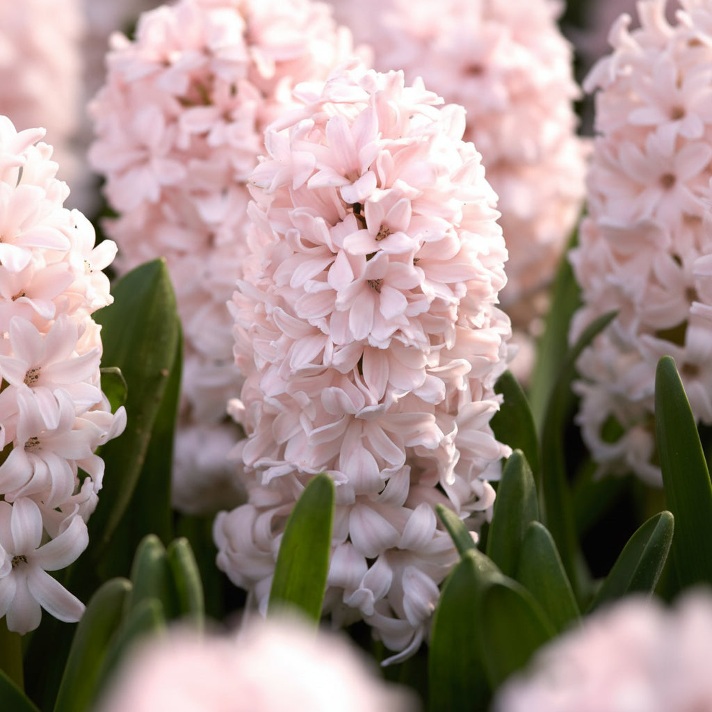Zambile China Pink cu flori roz pastel parfumate