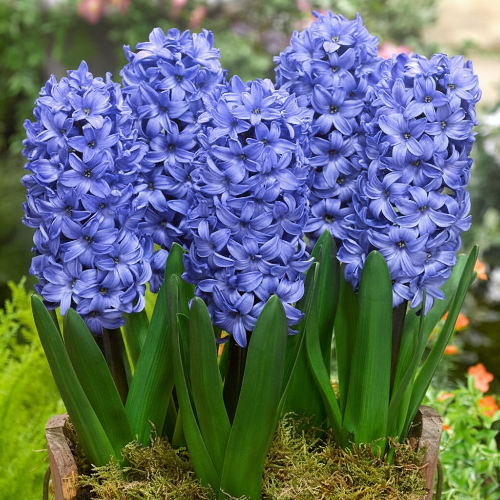 Hyacinthus Delfts Blauw flori albastru deschis cu parfum subtil