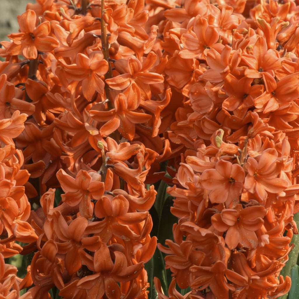 Bulbi de Zambile "Red Gold" 2 Buc