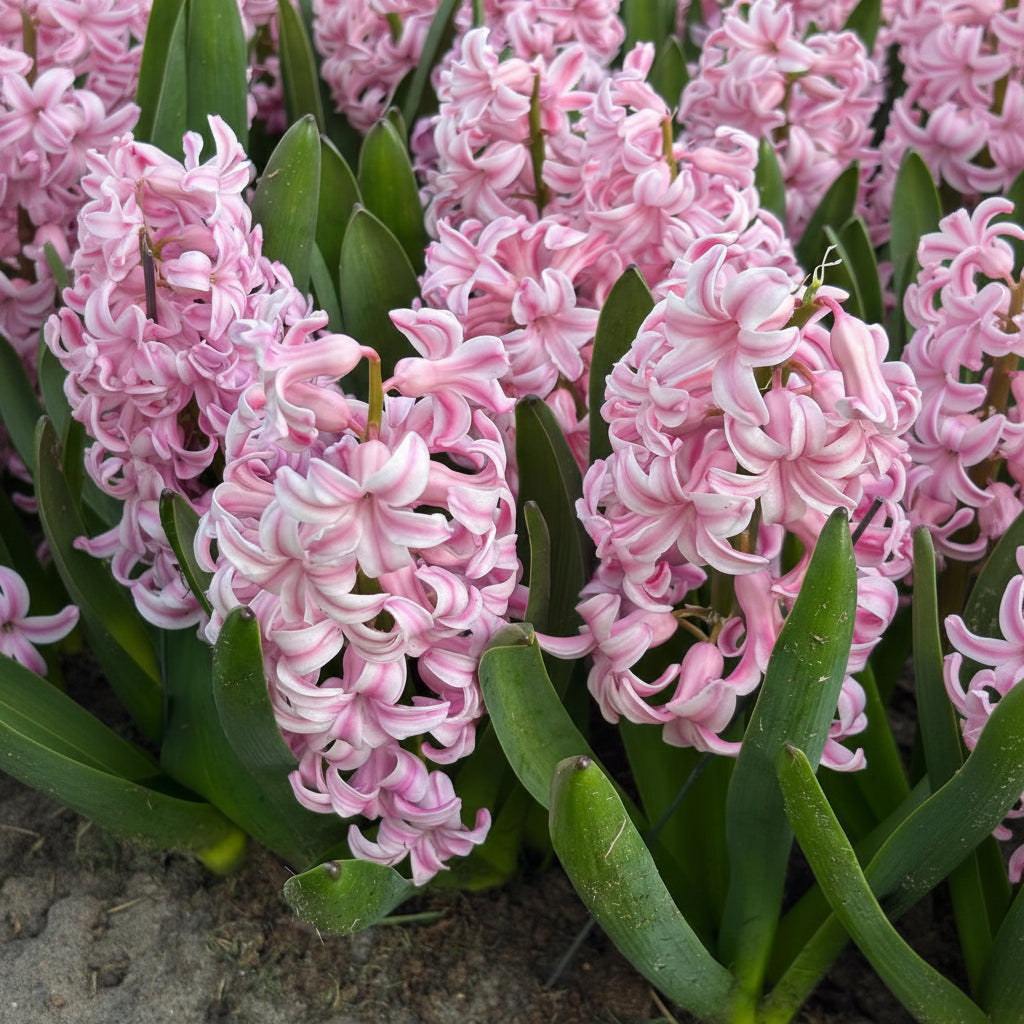 Zambilă Pink Surprise roz vibrant, petale dense și catifelate