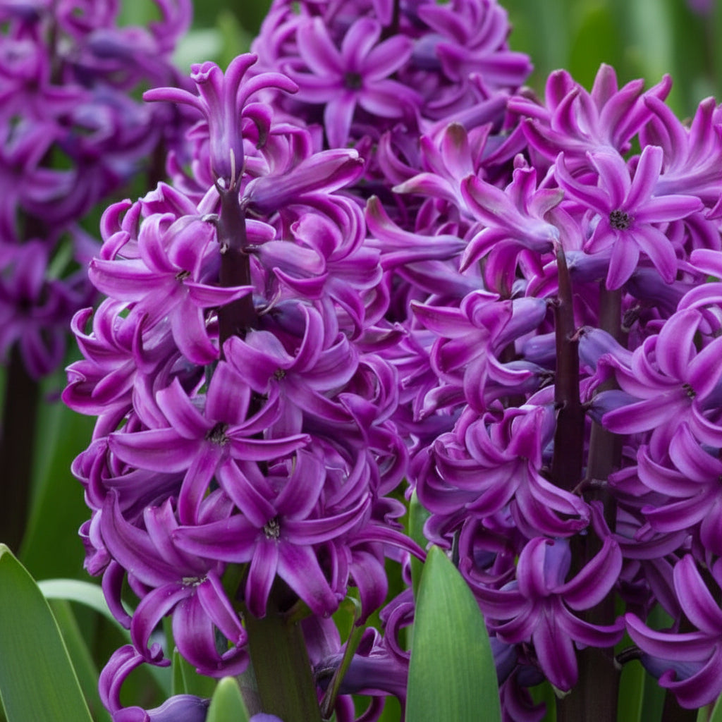Bulbi Zambile Purple Sensation flori mov spectaculoase și parfumate