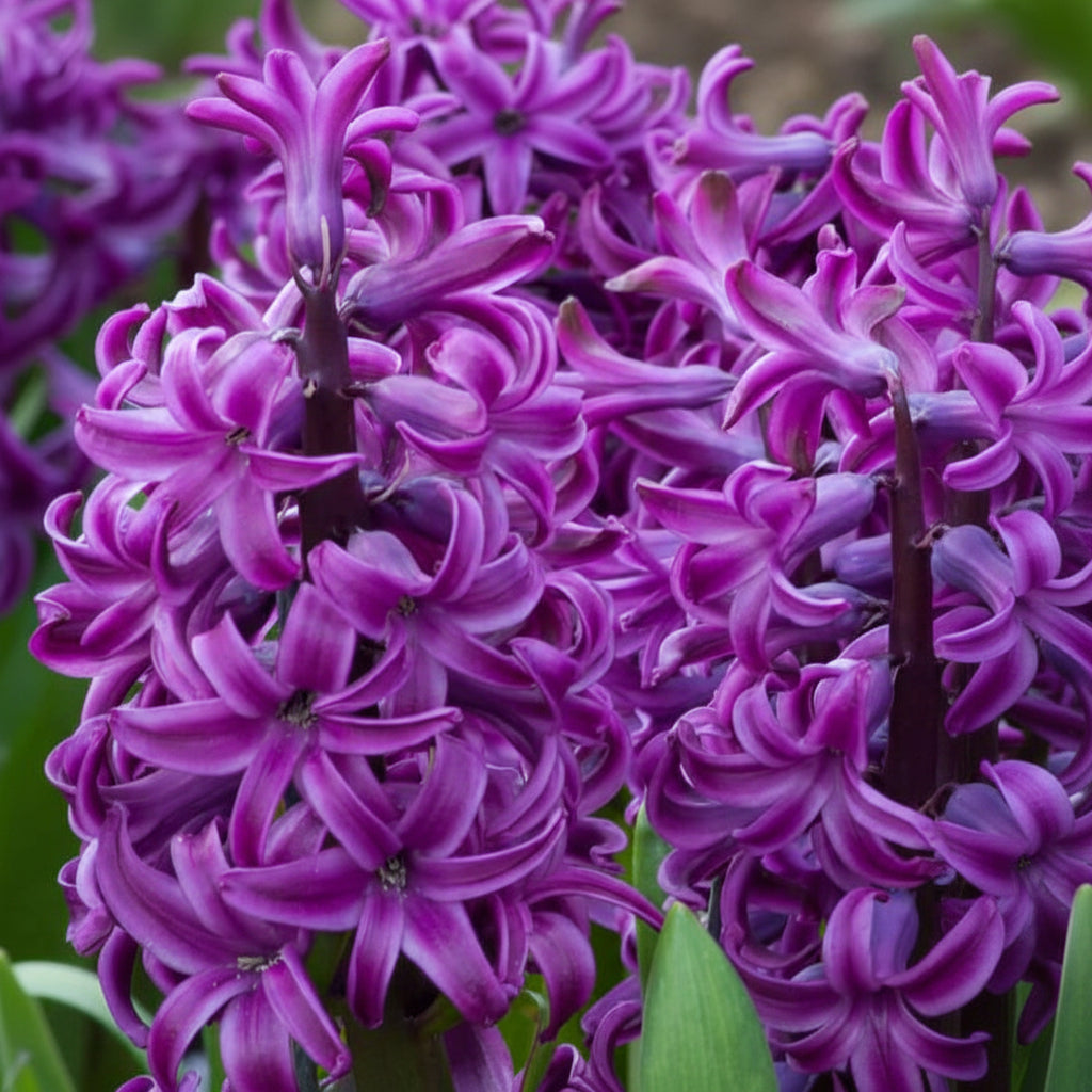 Bulbi de Zambile "Purple Sensation" 2 buc
