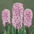 Bulbi de zambile Splendid Cornelia lila delicat, flori parfumate