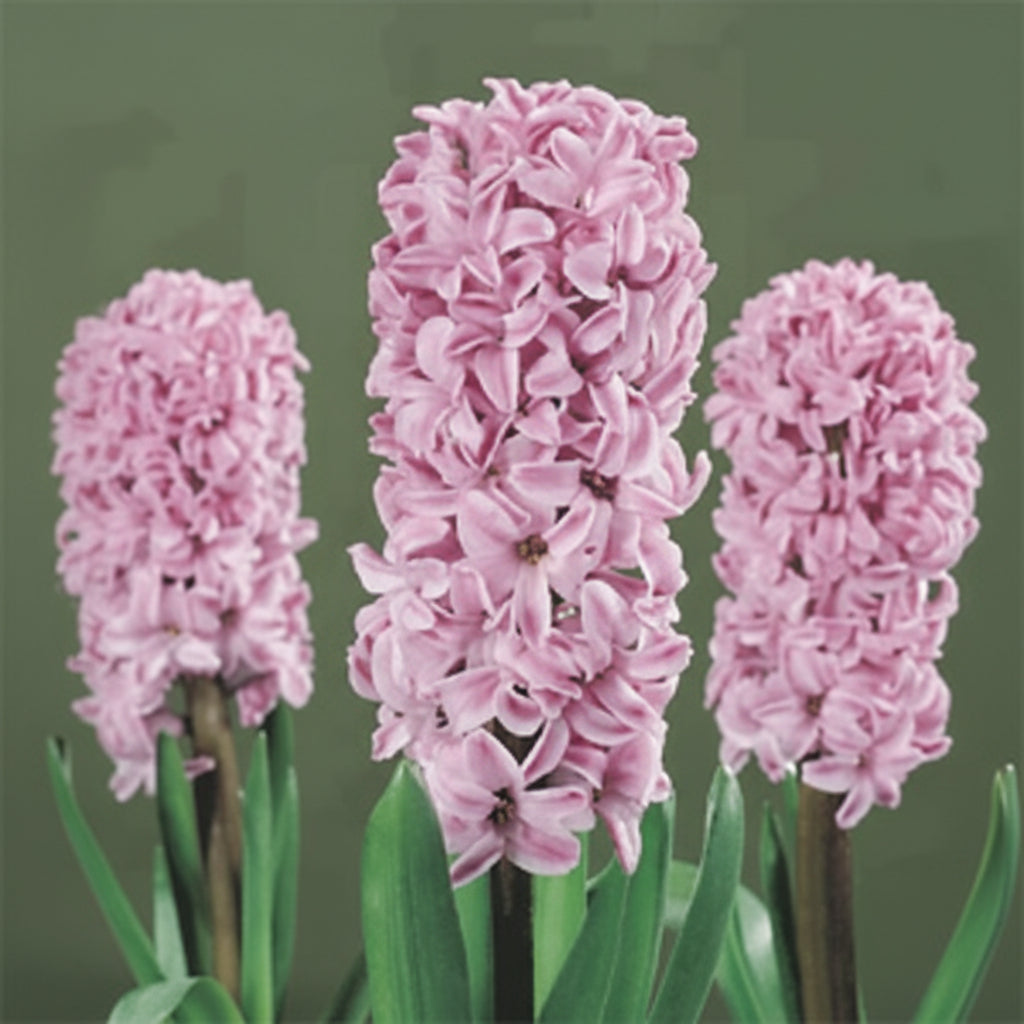 Bulbi de zambile Splendid Cornelia lila delicat, flori parfumate
