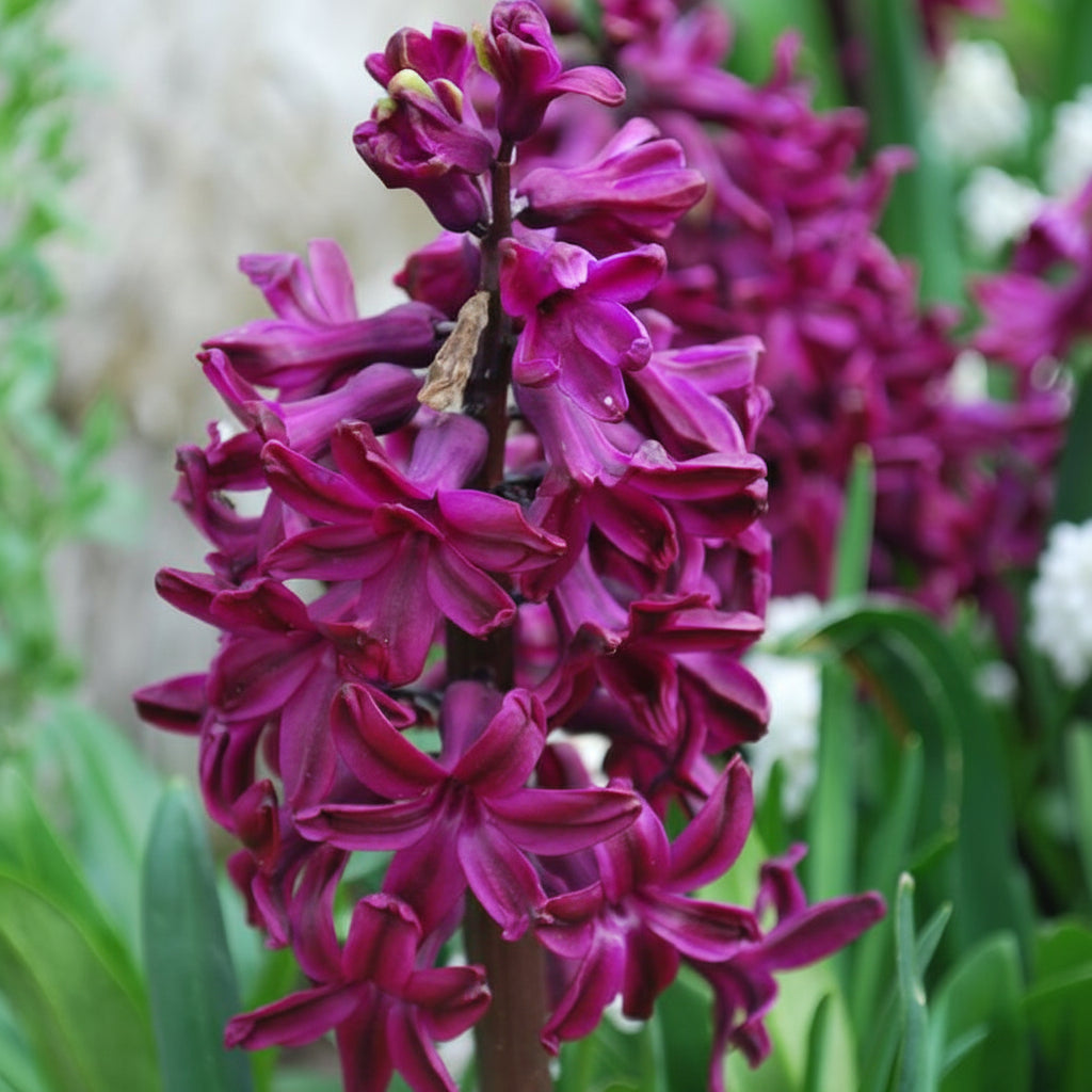 Bulbi Hyacinthus Woodstock mov catifelat