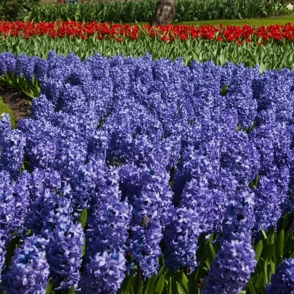 Bulbi zambile Delfts Blauw albastru luminos, eleganță naturală