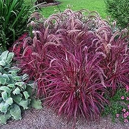 Iarba Chinezeasca Pennisetum Red,1 Bucata