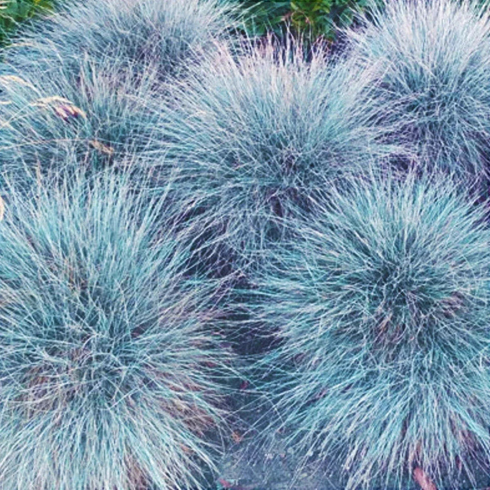 Iarba "Festuca Gleuca", Albastră