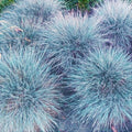 Iarba "Festuca Gleuca", Albastră