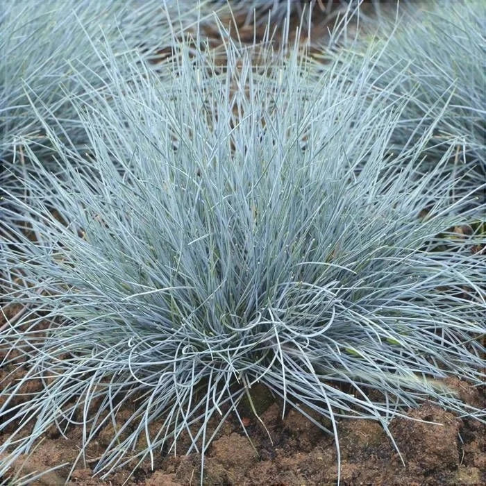 Iarba "Festuca Gleuca", Albastră