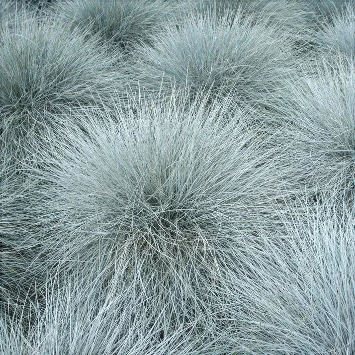 Iarba "Festuca Gleuca", Albastră