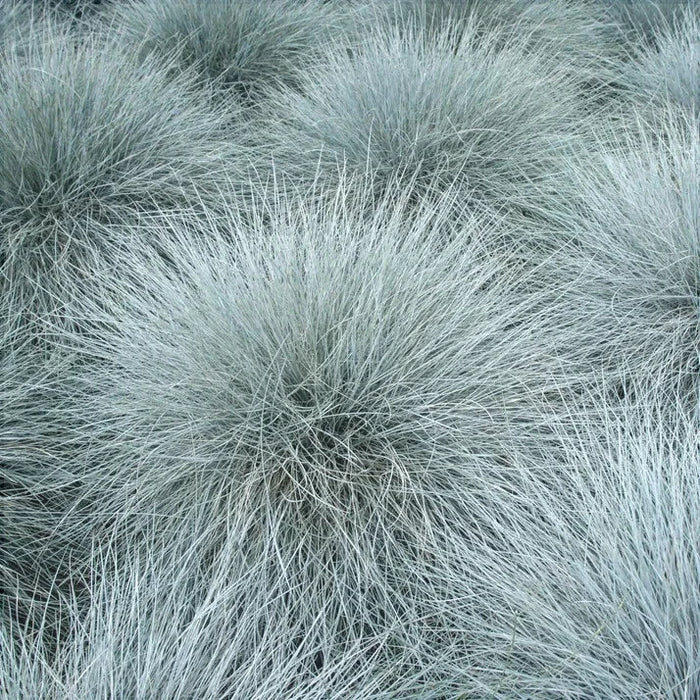 Iarba "Festuca Gleuca", Albastra, la Ghiveci de 3L, 1 Bucata