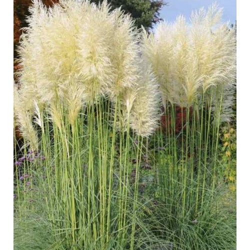 Iarba de Pampas "Cortaderia Pampas", Alb