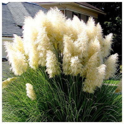 Iarbă de Pampas „Cortaderia Pampas”, Alb – plantă ornamentală | Regatul Plantelor