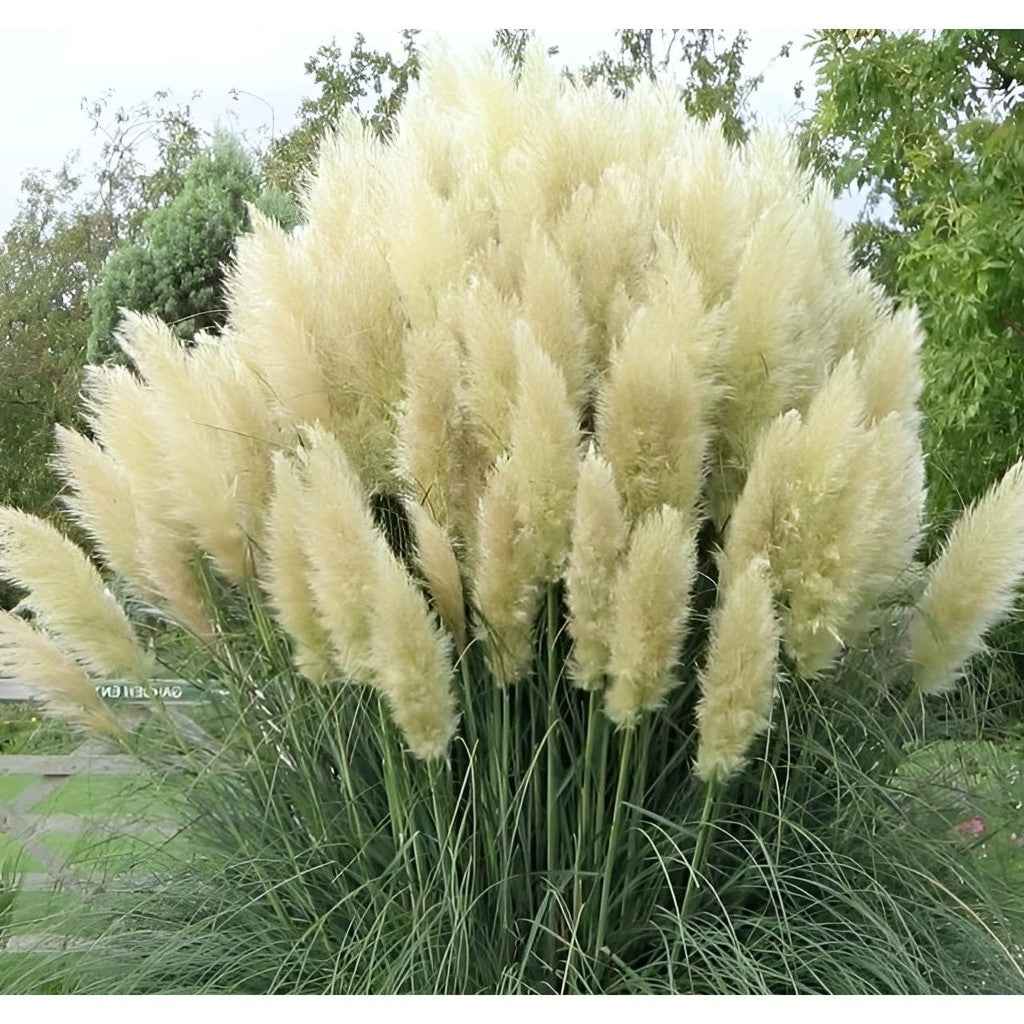 Iarba de Pampas "Cortaderia Pampas", Alb