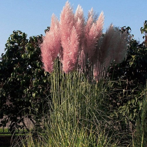 Iarba de Pampas "Cortaderia Pampas", Roz, la ghiveci P9