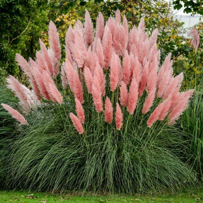 Iarbă de Pampas „Cortaderia Pampas”, Roz – plantă ornamentală | Regatul Plantelor