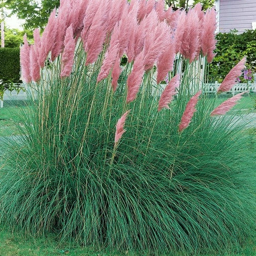 Iarba de Pampas "Cortaderia Pampas", Roz, la ghiveci P9