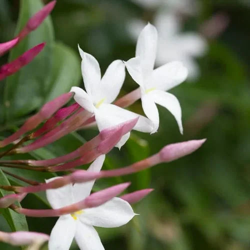 Iasomie Albă (Jasminum Officinale) la Ghiveci, 1 Bucată