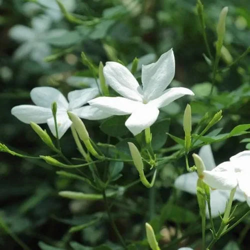 Iasomie Albă (Jasminum Officinale) la Ghiveci, 1 Bucată