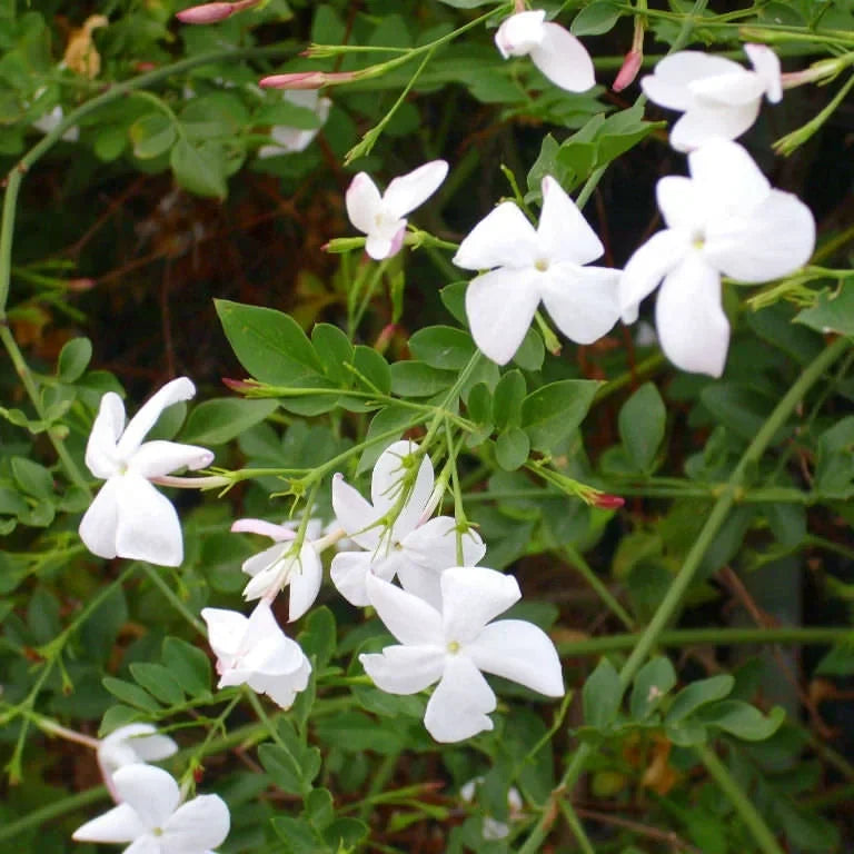Iasomie Albă (Jasminum Officinale) la Ghiveci, 1 Bucată