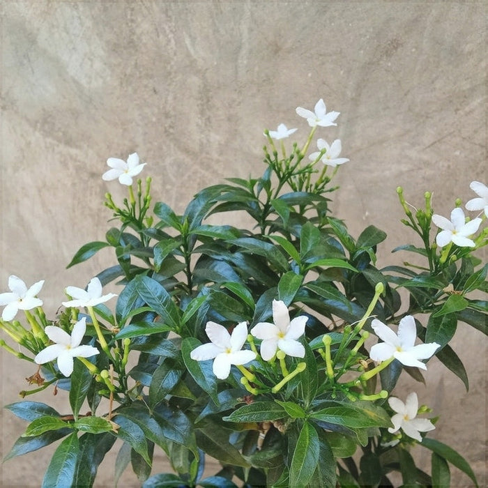 Iasomie Alba (Jasminum Sambac) la Ghiveci, 1 Bucata