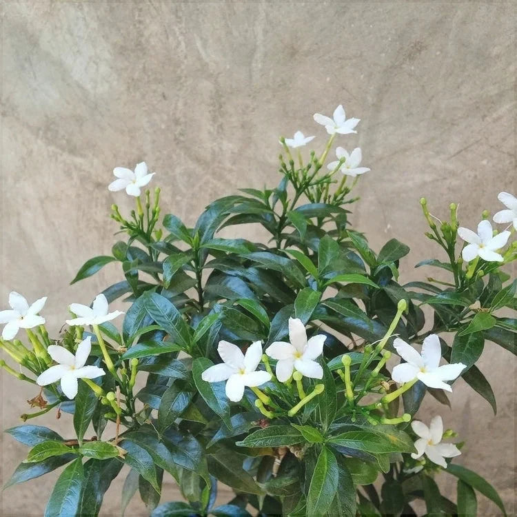 Iasomie Albă ”Jasminum Sambac”