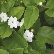 Iasomie Alba (Jasminum Sambac) la Ghiveci, 1 Bucata