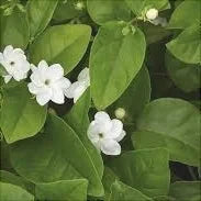 Iasomie Albă ”Jasminum Sambac”