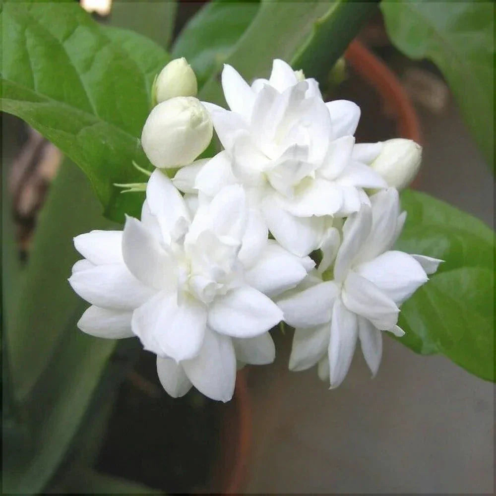 Iasomie Albă ”Jasminum Sambac”