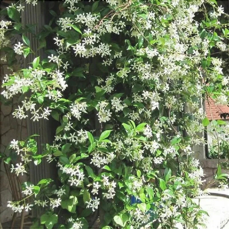 Iasomie Albă ”Jasminum Sambac”