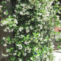 Iasomie Albă ”Jasminum Sambac”