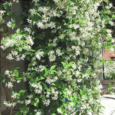 Iasomie Albă „Jasminum Sambac” – plantă ornamentală | Regatul Plantelor