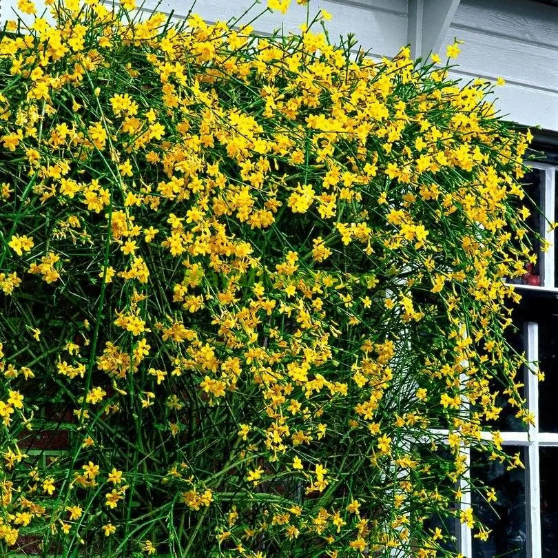 Iasomie Galbenă ”Jasminum Nudiflorum”