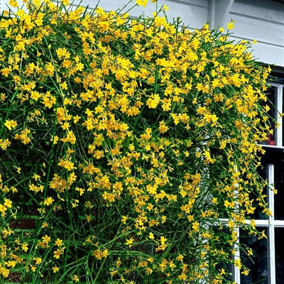 Iasomie Galbenă „Jasminum Nudiflorum” – plantă ornamentală | Regatul Plantelor