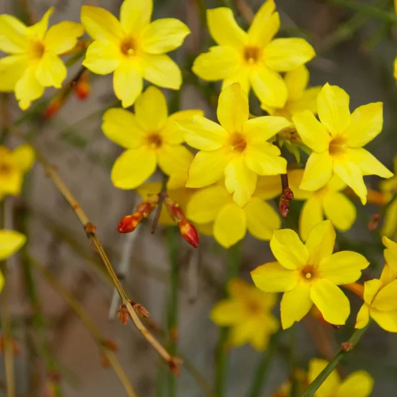 Iasomie Galbenă ”Jasminum Nudiflorum”
