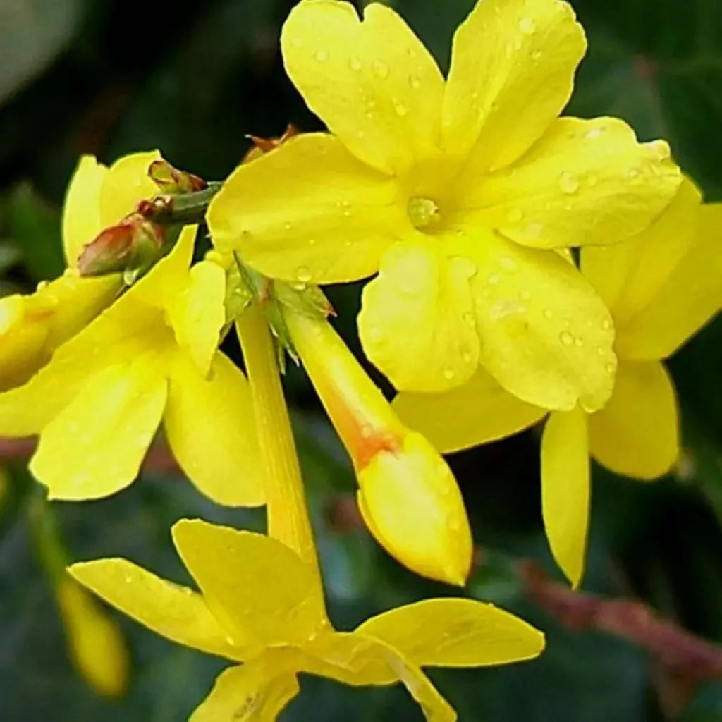 Iasomie Galbenă ”Jasminum Nudiflorum”