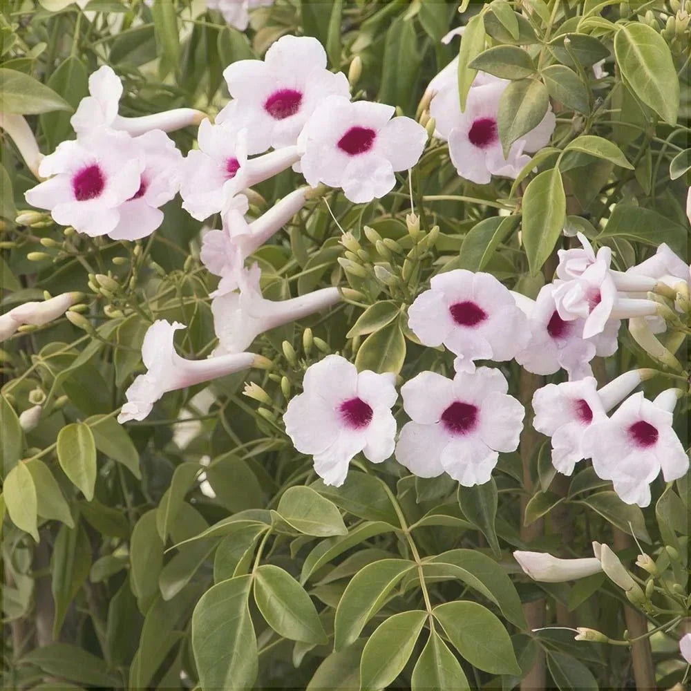 Iasomie "Pandorea"