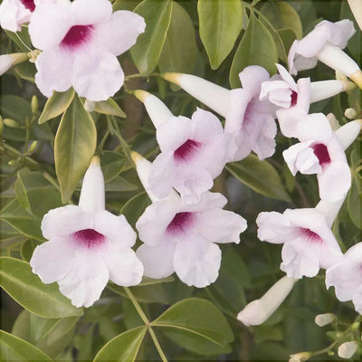 Iasomie „Pandorea” – plantă ornamentală | Regatul Plantelor