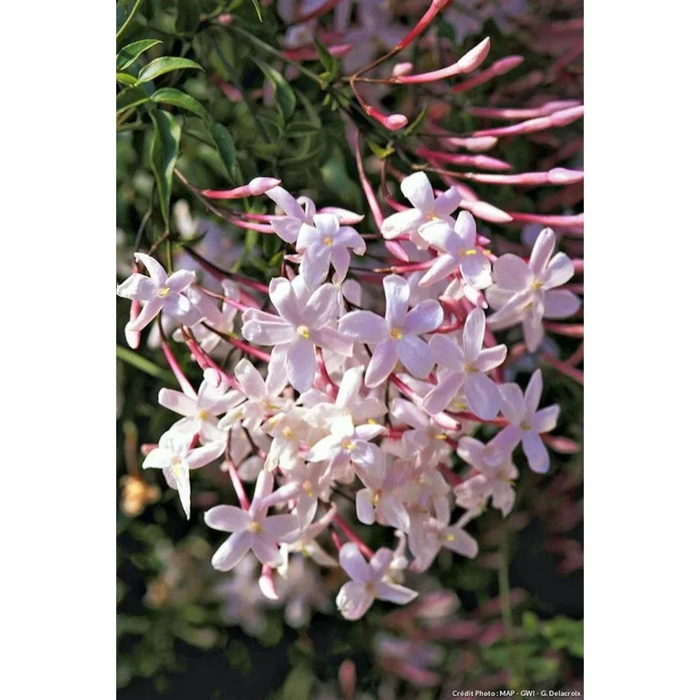Iasomie "Philadelphus Rosace"