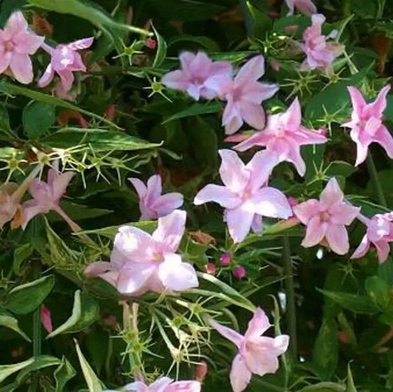 Iasomie "Philadelphus Rosace"