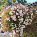 Iasomie "Philadelphus Rosace"