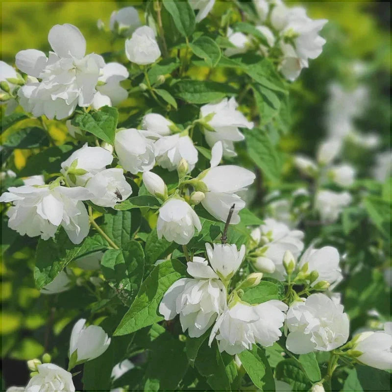 Iasomie "Snowbelle"