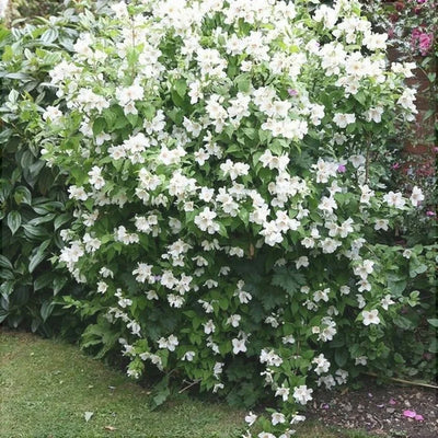 Iasomie „Snowbelle” – plantă ornamentală | Regatul Plantelor